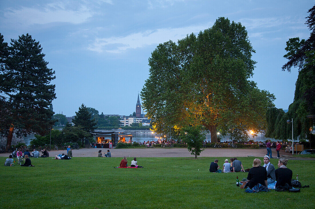 Menschen sitzen auf dem Rasen unter einer riesigen Platane im Biergarten Alter Zoll am Abend, Bonn, Nordrhein-Westfalen, Deutschland, Europa