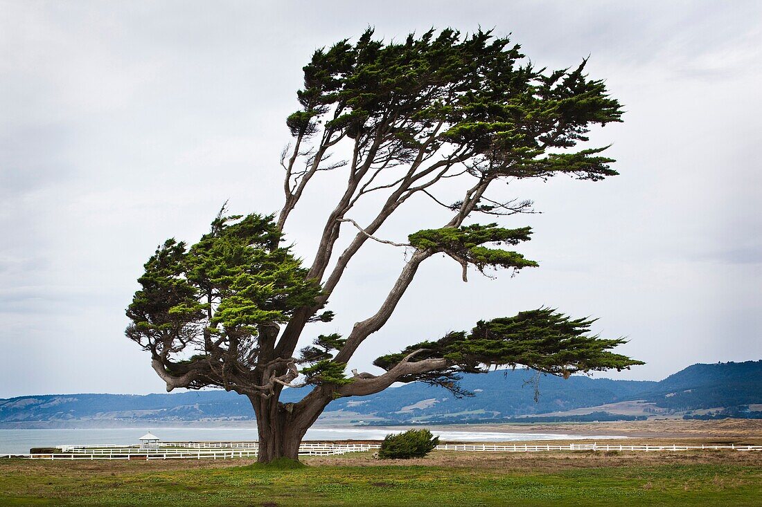 USA, California, Northern California, North Coast, Point Arena, coastal landscape