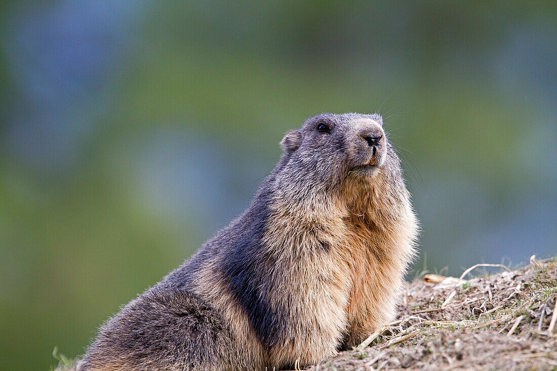 France, Alpes de Hautes Provence , Alpine Marmot Marmota marmota , order : Rodentia , family : Sciuridae