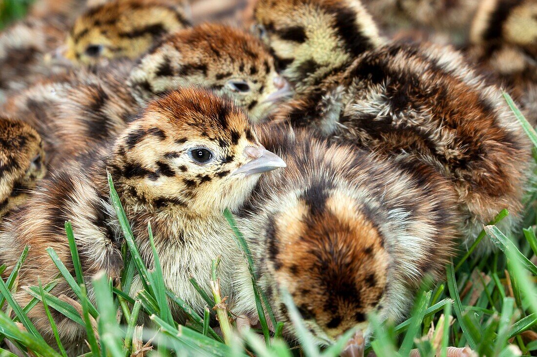 France, Bas Rhin , Grey Partridge  Perdix perdix  , order : Galliformes , family : Phasianidae