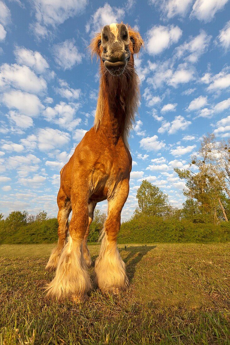 Comtois horse, Bas-Rhin, France