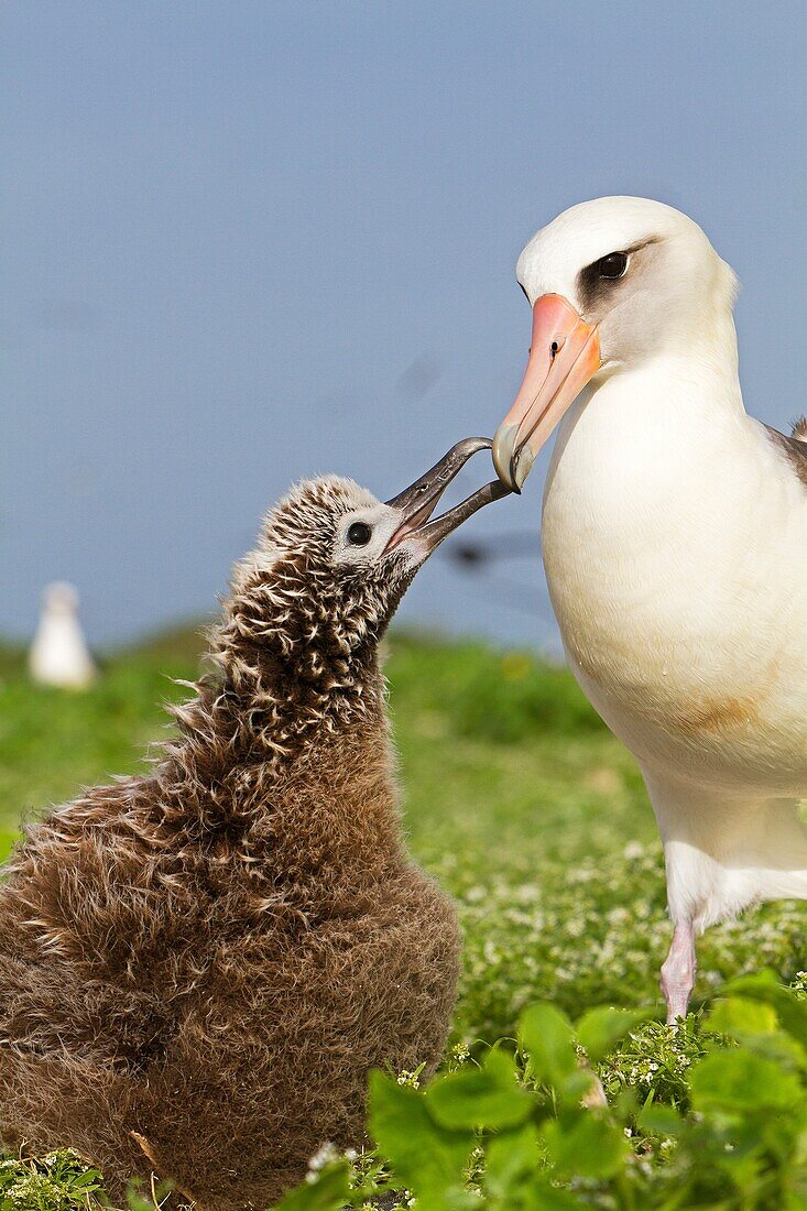 Hawaï , Midway , Sand Island , Laysan Albatross ,  Phoebastria immutabilis , adult with young