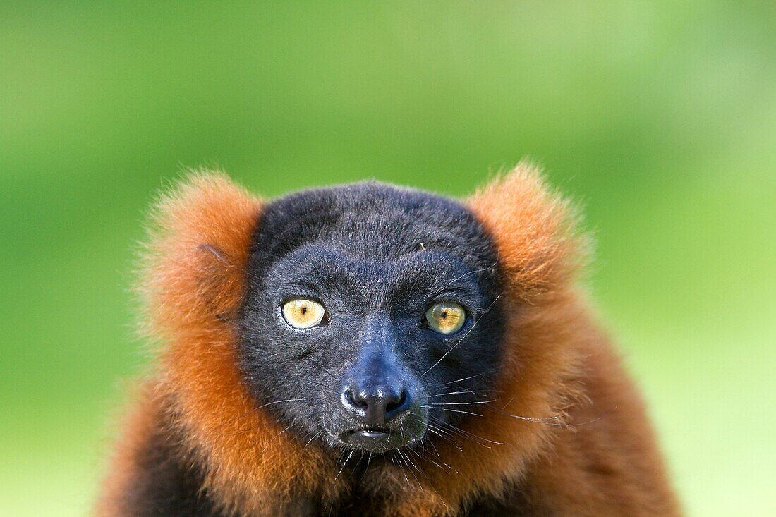 France , Ille-et-Vilaine , Château Zoo de la Bourbansais ,Red ruffed lemur Varecia rubra ,order : Primates , family : Lemuridae