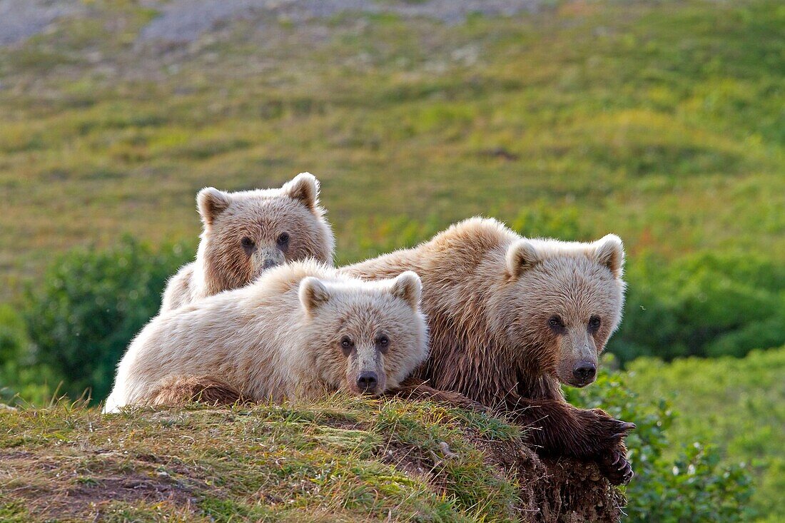 Alaska , Katmai National Park and Preserve , Grizzly bear  Ursus arctos horribilis  , order : carnivora ,family : ursidae 