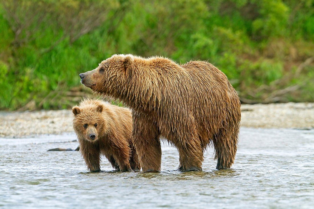 Alaska , Katmai National Park and Preserve , Grizzly bear  Ursus arctos horribilis  , order : carnivora ,family : ursidae 