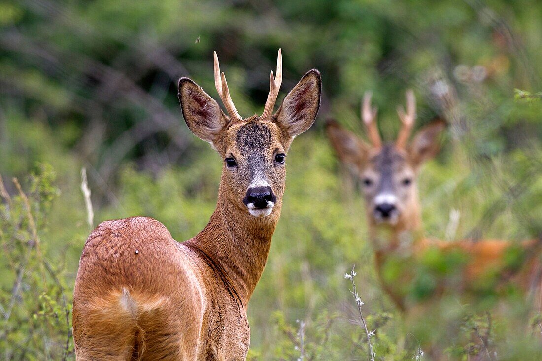 France, Lot , Roe Deer male  Capreolus capreolus