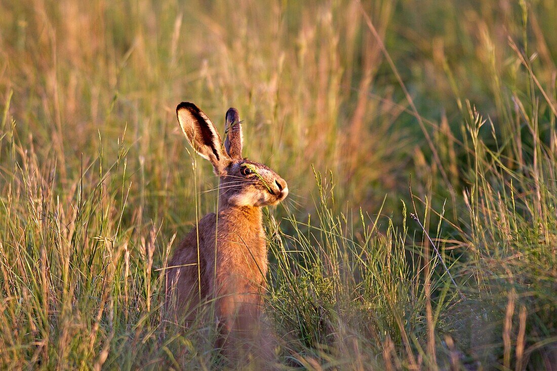 France, Lot, European hare Lepus capensis