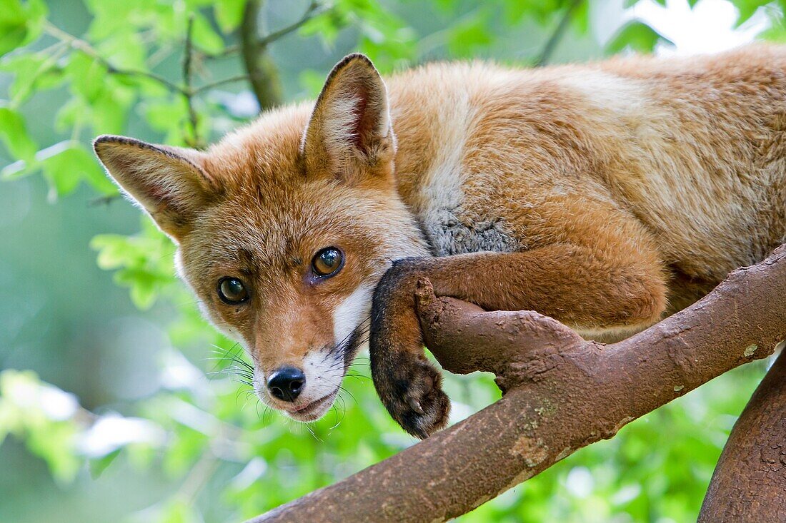 Red Fox (Vulpes vulpes) in a tree, Lot, France
