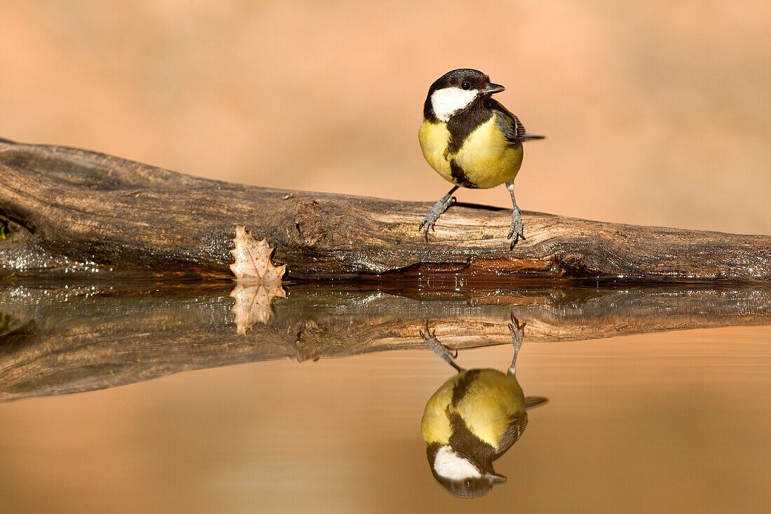 Spain , Lleida Province , Baen , Great Tit  Parus major  drinking and bathing in a pond
