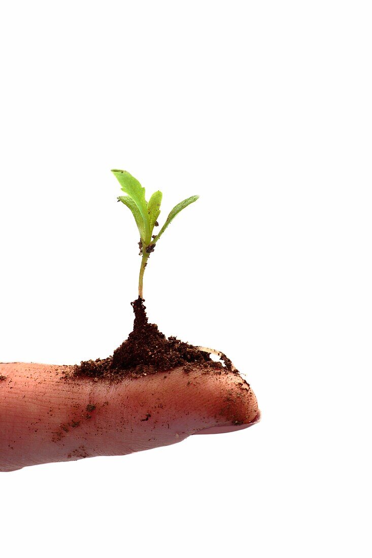 A tiny seedling in soil balances on a single finger with a white background.