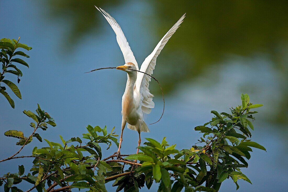 Cattle Egret Bubulcus ibis.Costa Rica. At nesting colony, tropical rainforest