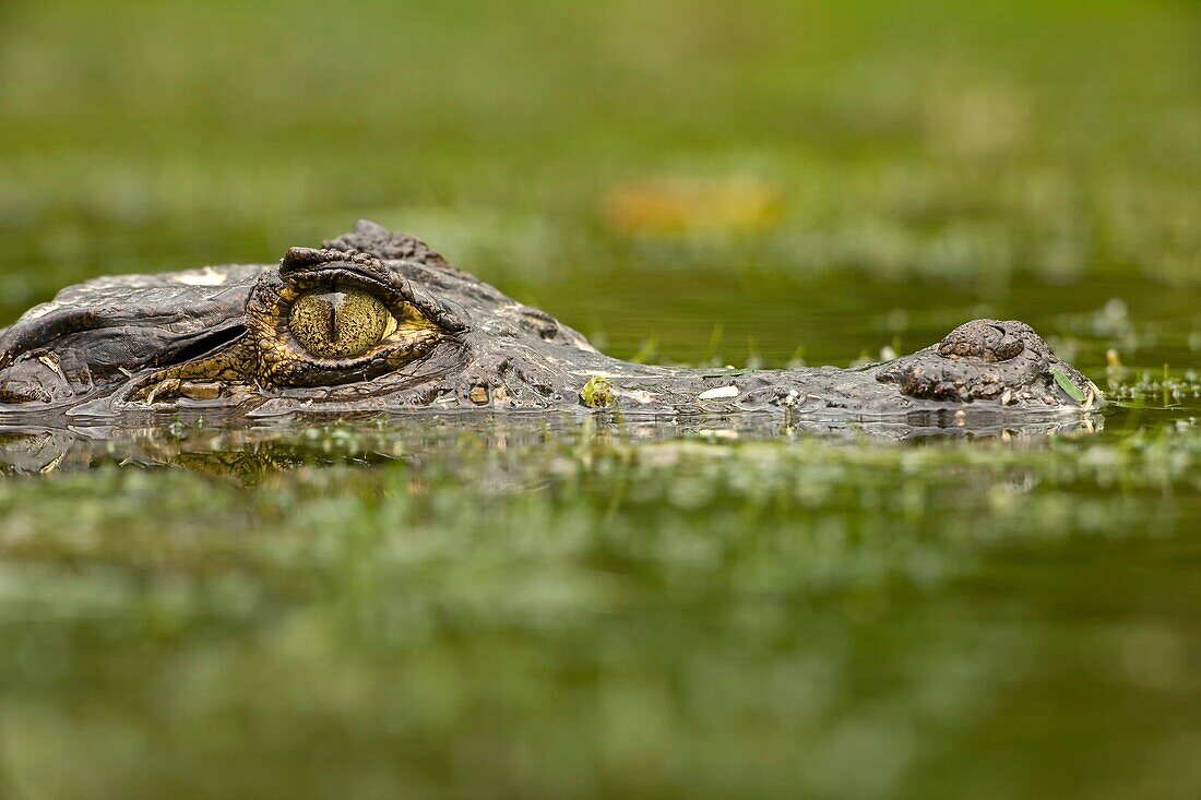 Spectacled Caiman Caiman crocodilus, Costa Rica, tropical Rainforest