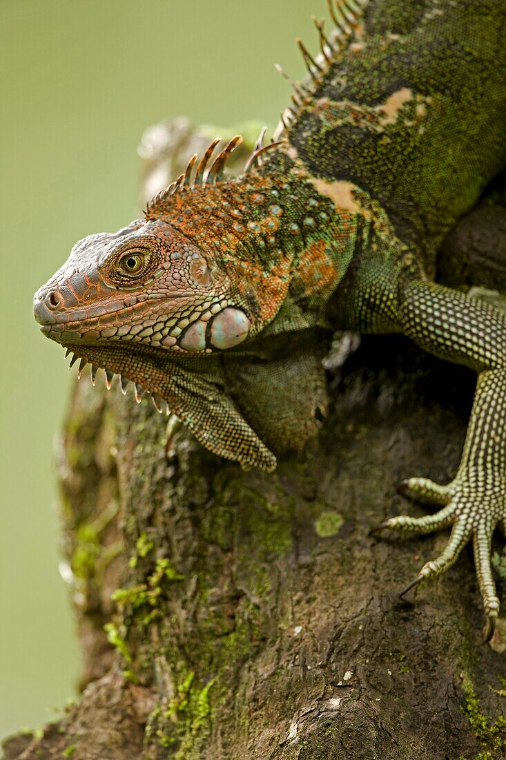 Green Iguana Iguana iguana. Costa Rica, tropical rainforest