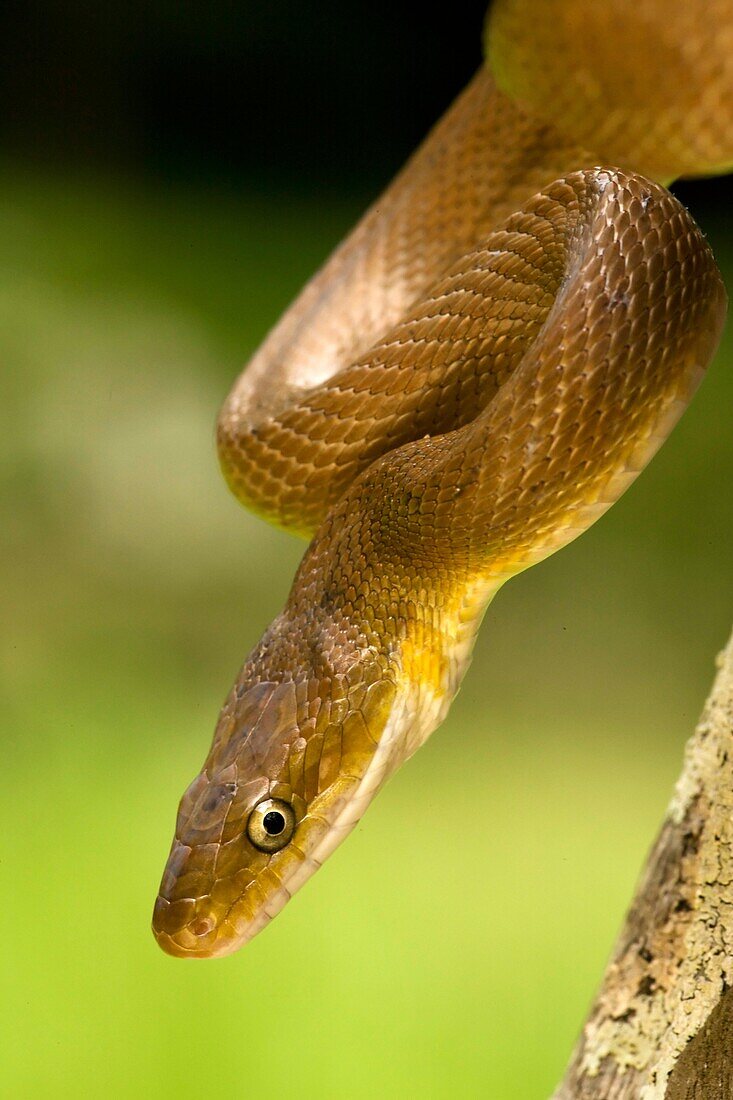 Tropical Rat Snake Senticolis triaspis. Costa Rica, found from Arizona to Costa Rica. constrictor. Santa Rosa National park, tropical dry forest