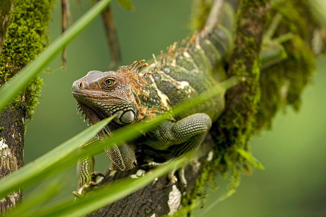 Green Iguana Iguana iguana. Costa Rica, tropical rainforest