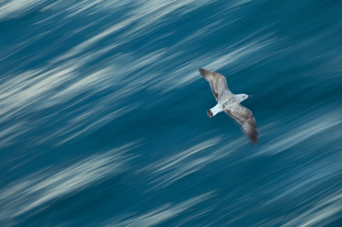 Seagull in the Mediterranean Sea