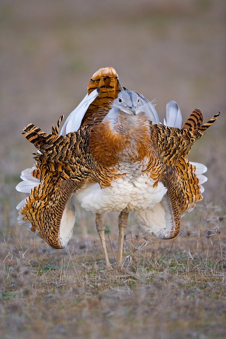 Great Bustard Otis tarda, Spain