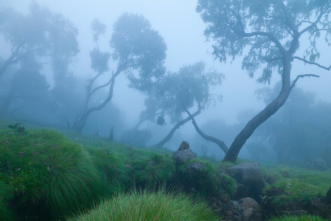 Simien Mountains National Park, Ethiopia, Africa