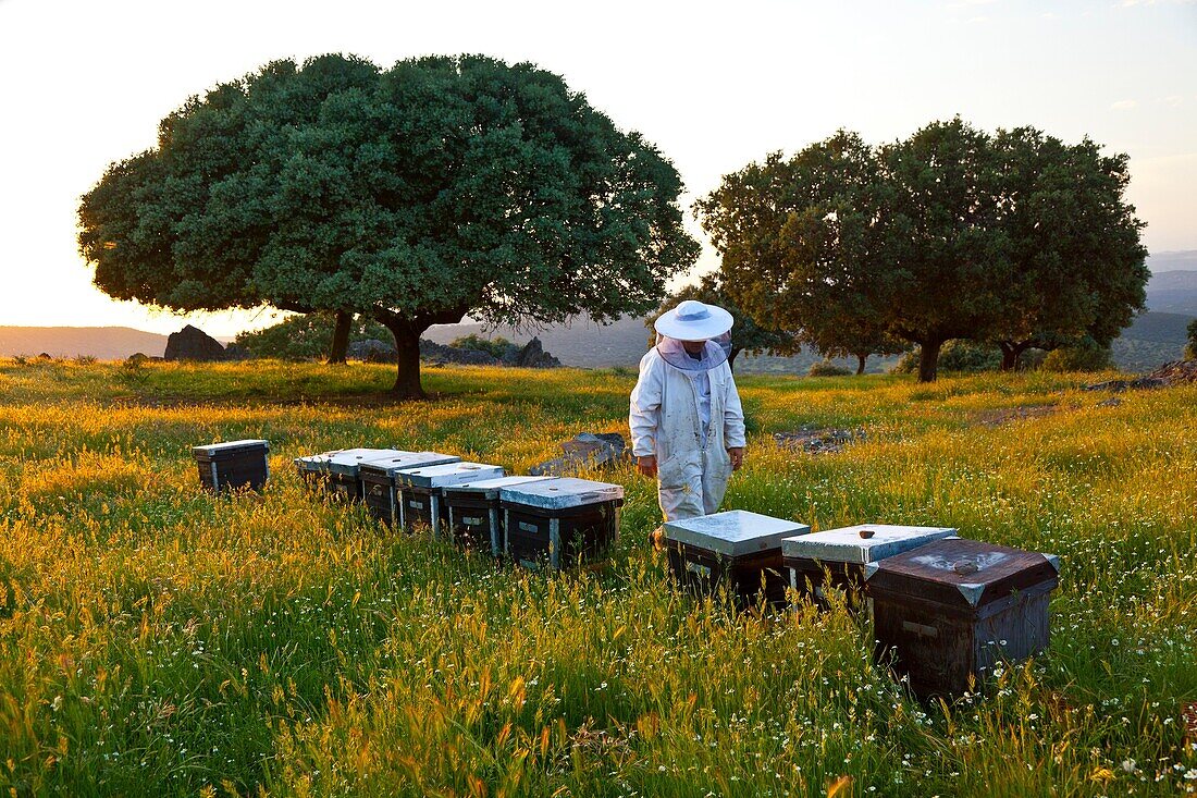 Beekeeping or apiculture, Garciaz, Las Villuercas, Caceres, Extremadura, Spain, Europe.