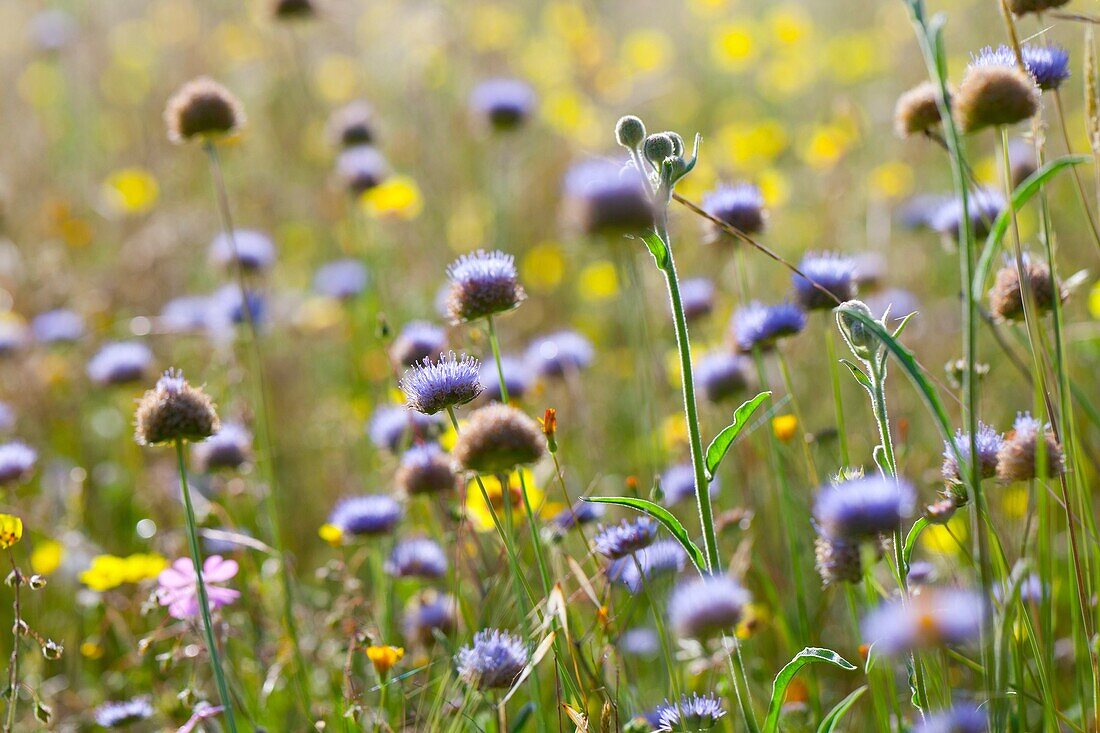 Spring, Monfrague National Park, Caceres, Extremadura, Spain, Europe