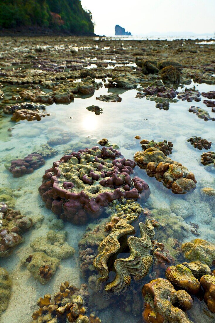 Giant clam Tridacna gigas  Chicken Island  Krabi coast  Krabi province, Andaman Sea, Thailand, Asia
