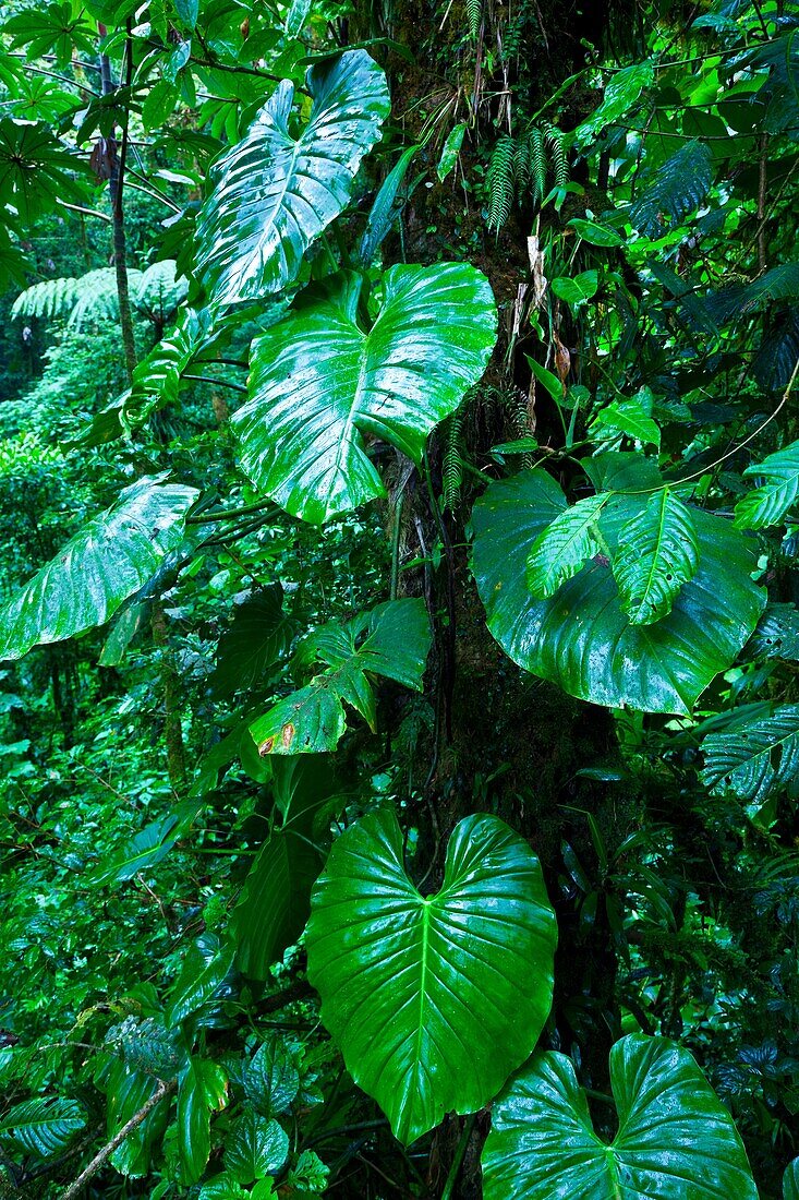 Santa Elena Cloud Forest Nature Reserve, Costa Rica, Central America, America