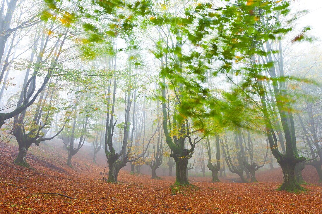 Beech forest Bosque de Hayas, Gorbeia Natural Park, Alava-Bizkaia, Basque Country, Spain, Europe