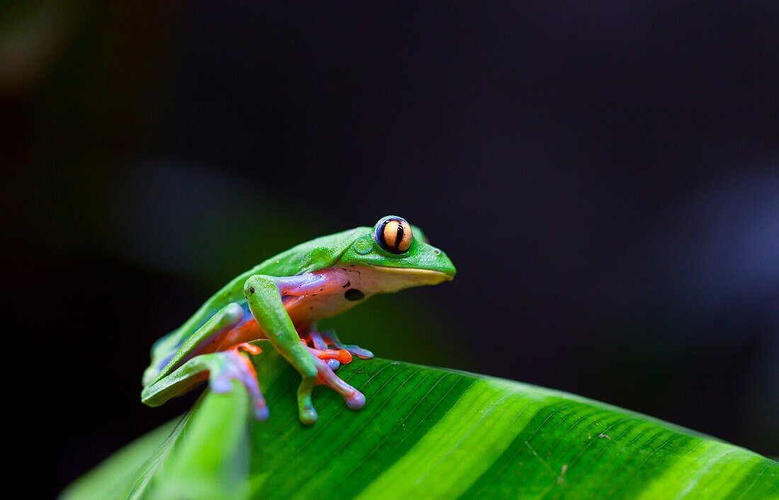 GOLDEN-EYED LEAF FROG - RANA DE HOJA DE OJOS DORADOS Agalychnis annae, Costa Rica, Central America, America