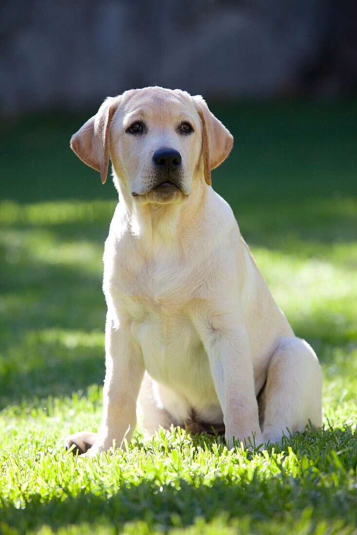 Labrador-Retriever-Welpe