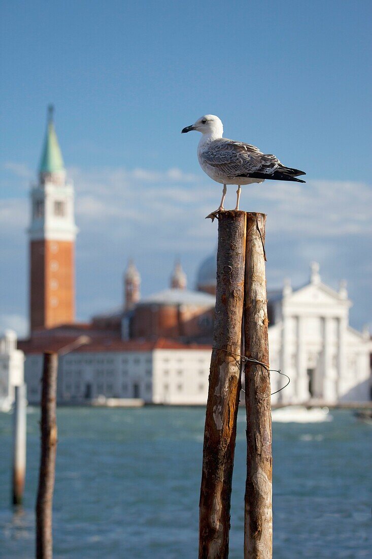 Die Insel San Giorgio in Venedig, Italien