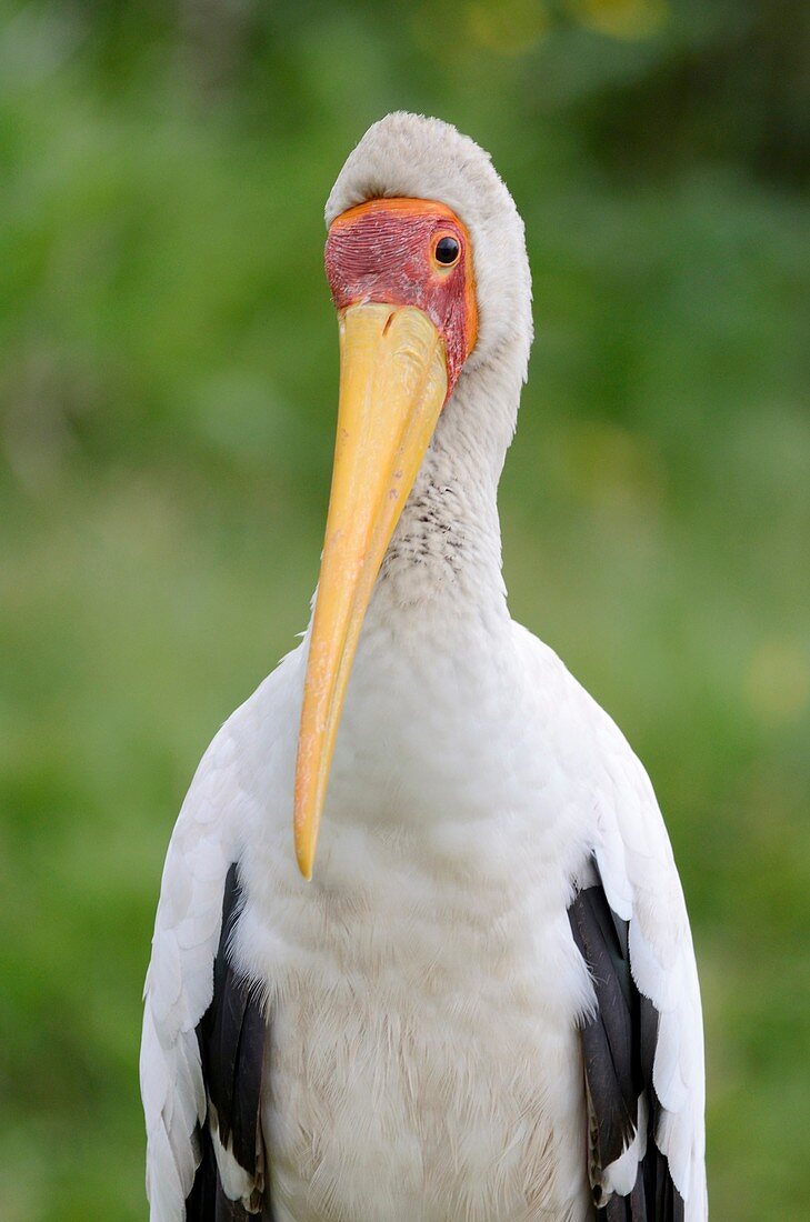 Yellow-billed Stork, Mycteria ibis, is a large wading bird in the stork family Ciconiidae  Lake Navisha, Kenya, Africa