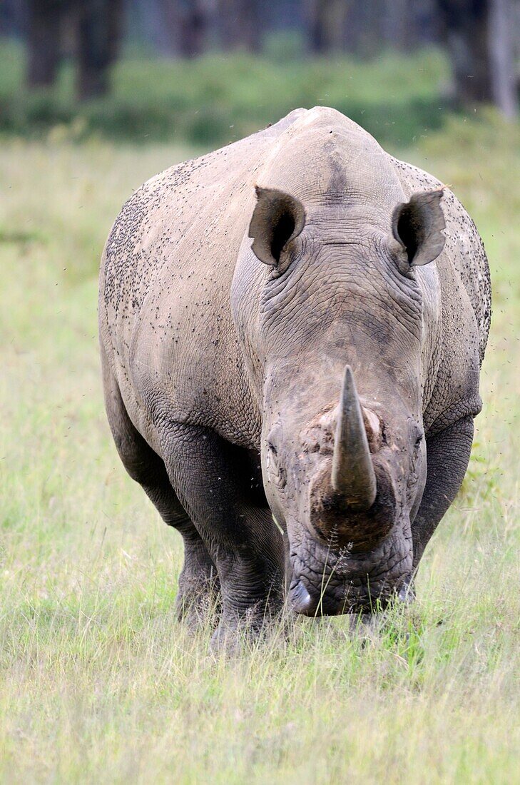 White Rhinoceros or Square-lipped rhinoceros Ceratotherium simum Lake Nakuru National Park Kenya Africa