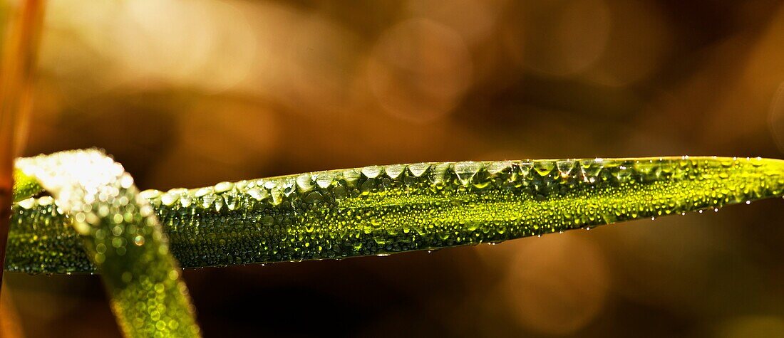 Close up of blade of grass