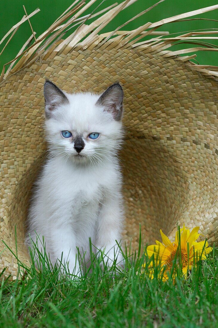 Birma kitten sitting in straw hat and looking at camera