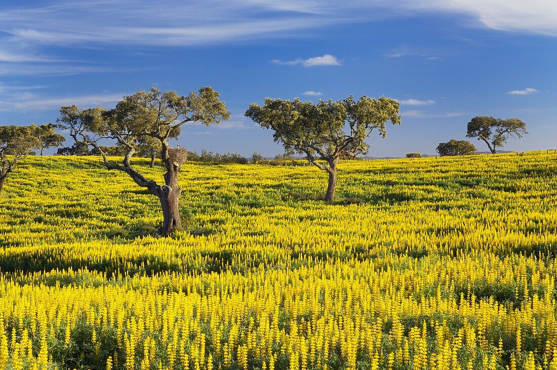 Holm oak trees with white stork Ciconia ciconia nest in a yellow carpet of Lupin flowers, Alentejo, Portugal