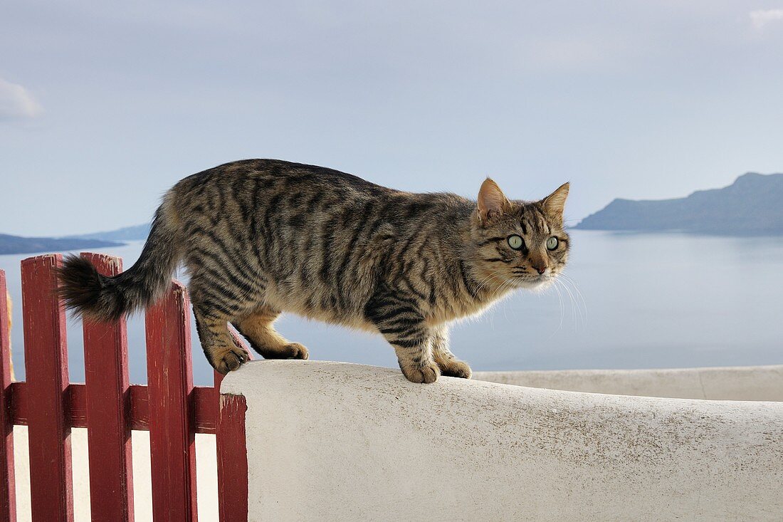 Cat standing on Wall, Oia village, Santorini, Cyclades Island, Greek Islands, Greece, Europe