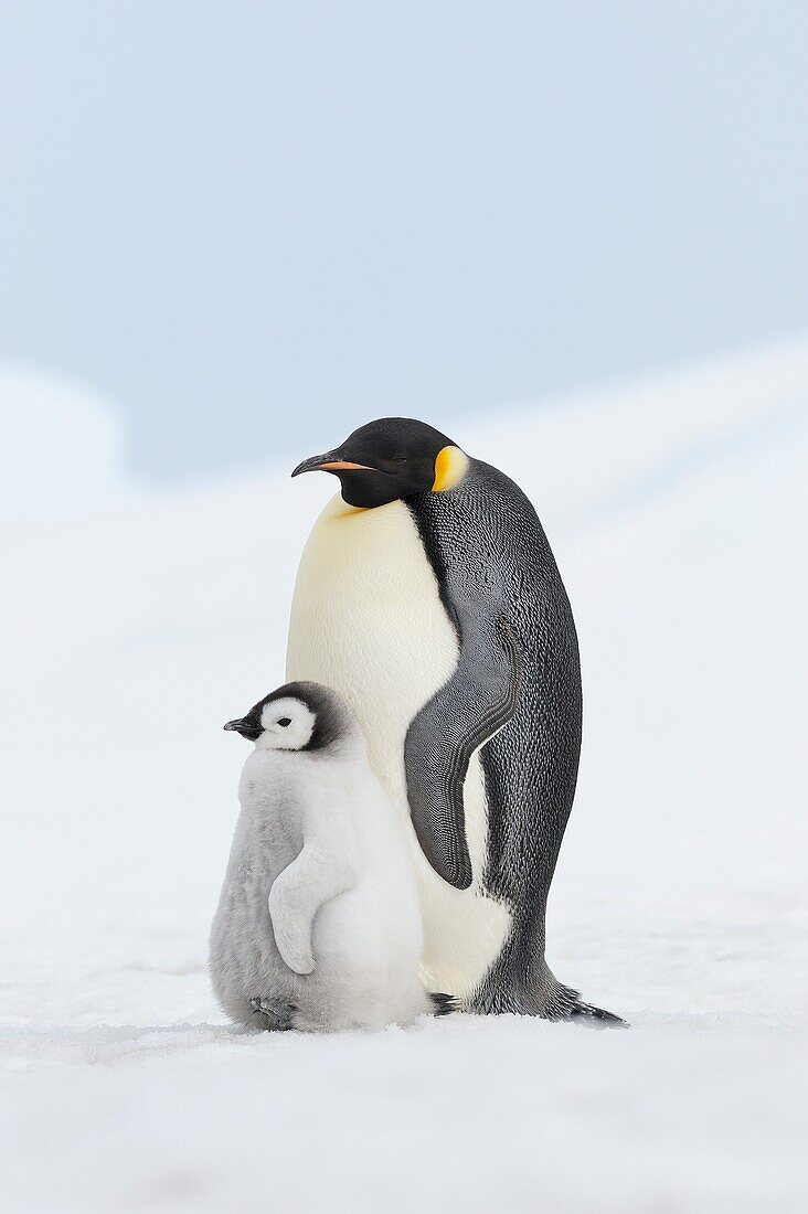 Emperor penguin Aptenodytes forsteri, chick and adult  Location: Snow Hill Island, Antarctic Peninsula, Antarctica