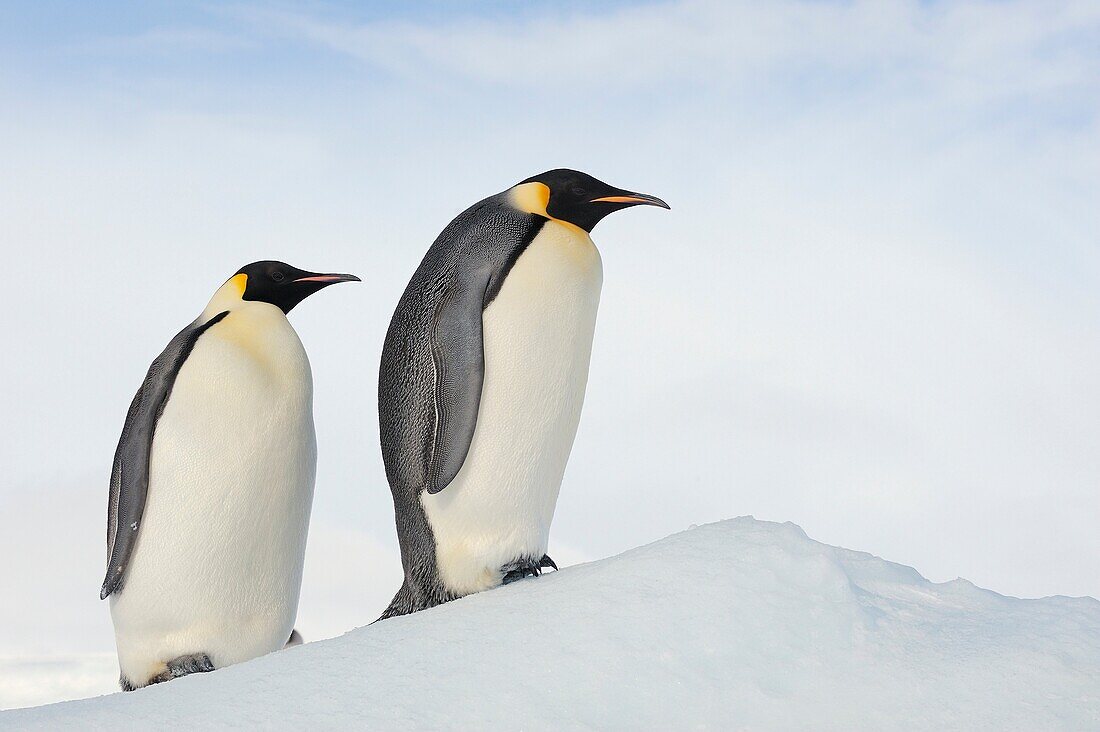 Emperor Penguin Aptenodytes forsteri adults climbing a hill of ice  Snow Hill Island, Antarctic Peninsula, Antarctica