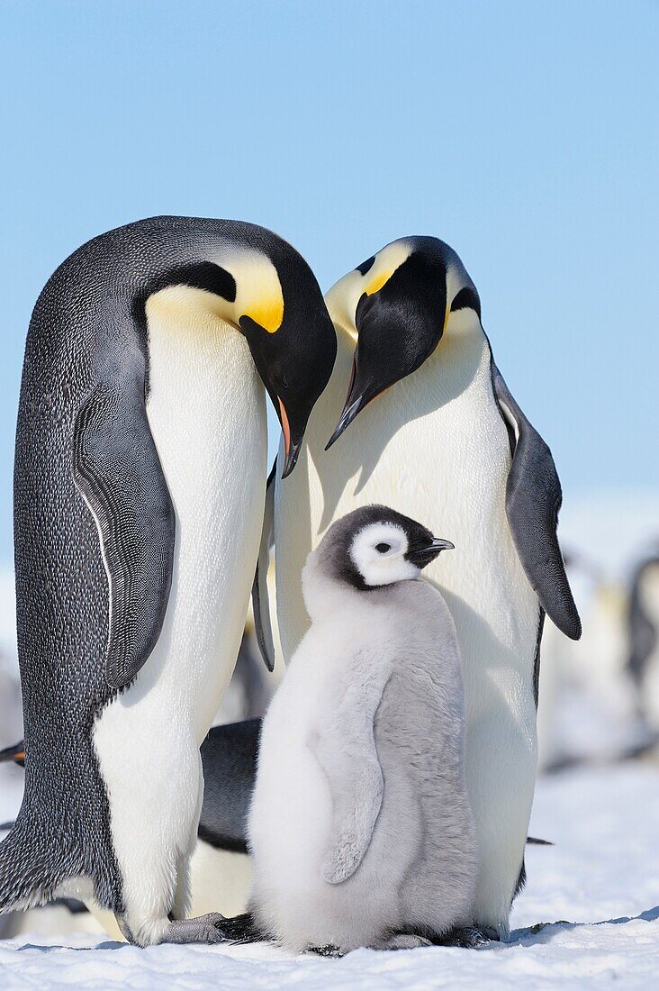 Emperor Penguin Aptenodytes forsteri adults and chick  Snow Hill Island, Antarctic Peninsula, Antarctica