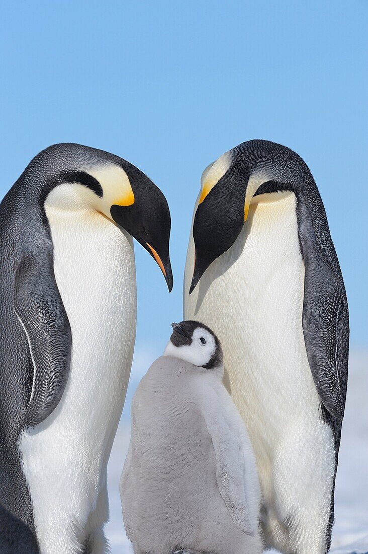 Emperor Penguin Aptenodytes forsteri adult and chick  Snow Hill Island, Antarctic Peninsula, Antarctica