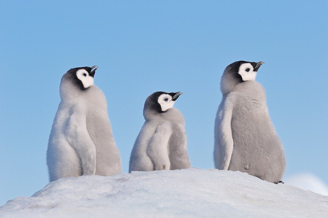 Emperor Penguin Aptenodytes forsteri chicks on hill of snow  Snow Hill Island, Antarctic Peninsula, Antarctica