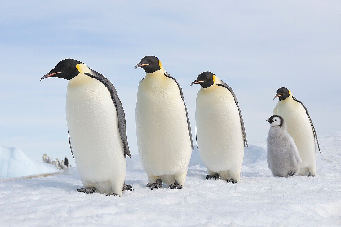 Emperor Penguin Aptenodytes forsteri group of adults and a ckick in a row  Snow Hill Island, Antarctic Peninsula, Antarctica