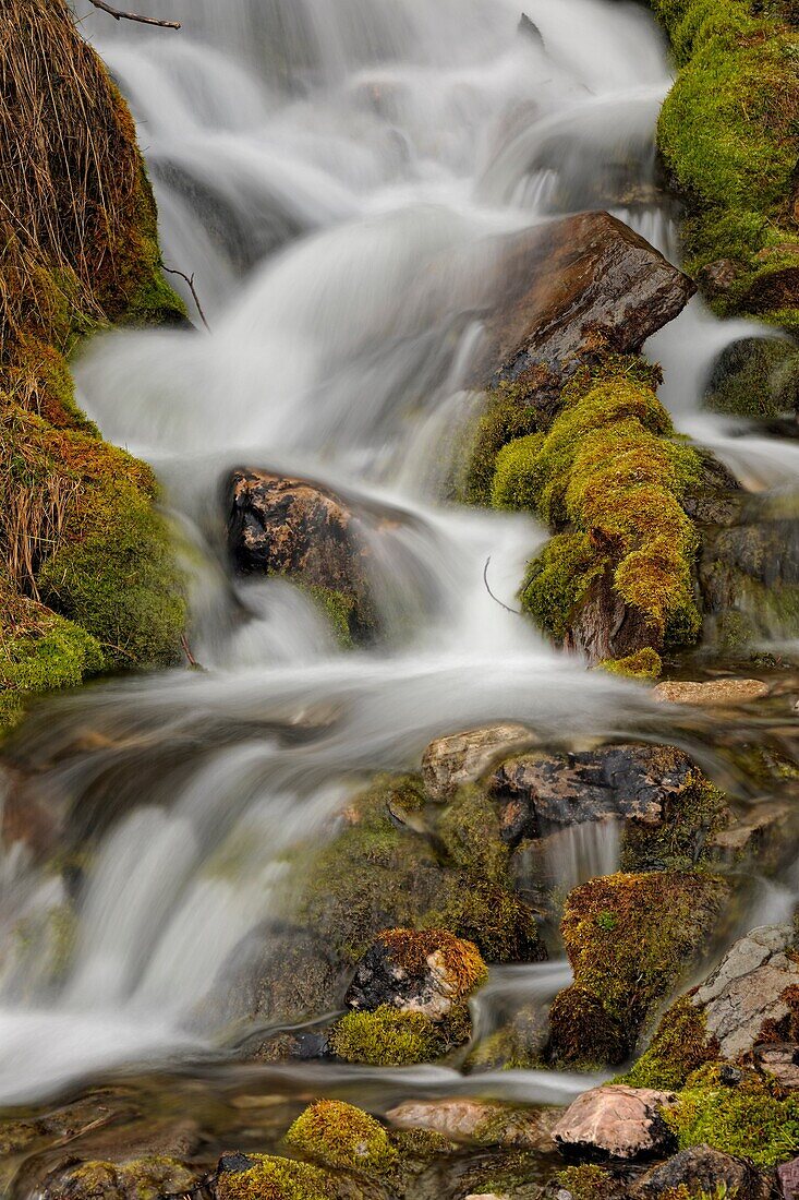 A small mossy cascade near the Icefields Parkway, Banff NP, Alberta, Canada