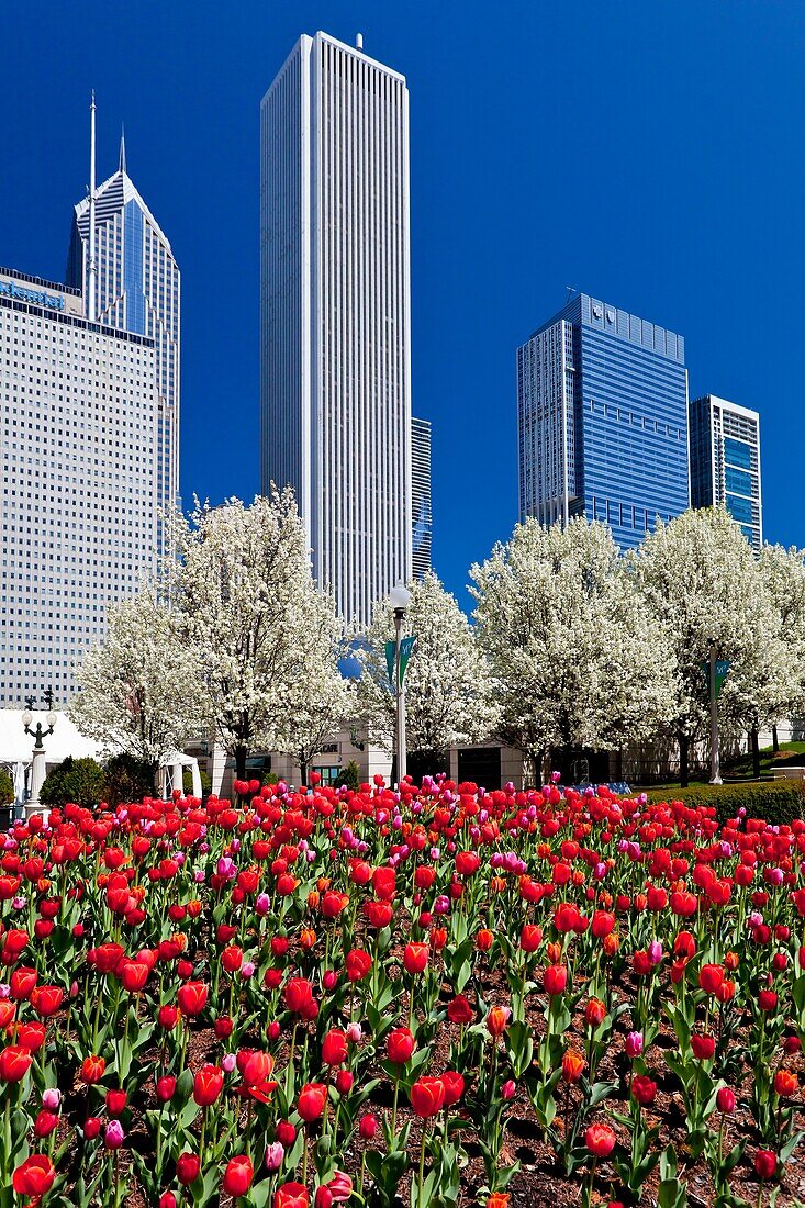 Spring tulip beds with city skyline buildings in Millenium Park in downtown Chicago, Illinois, USA