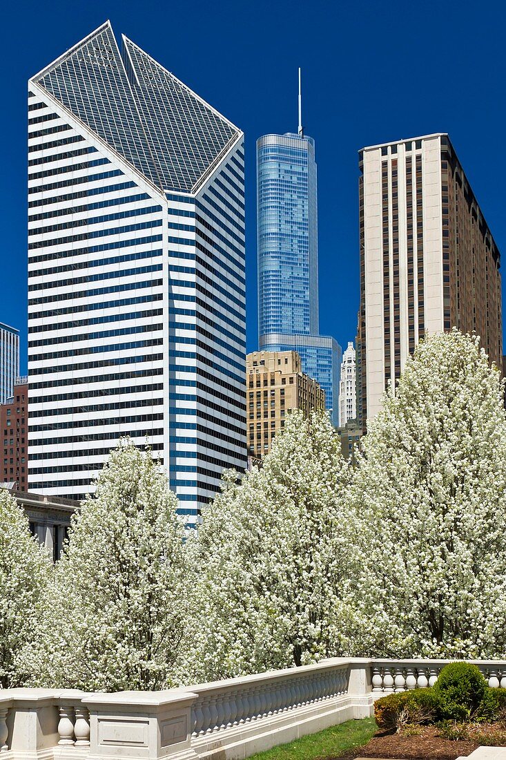 Blossoming cherry trees in Millenium Park with city skyline in downtown Chicago, Illinois, USA