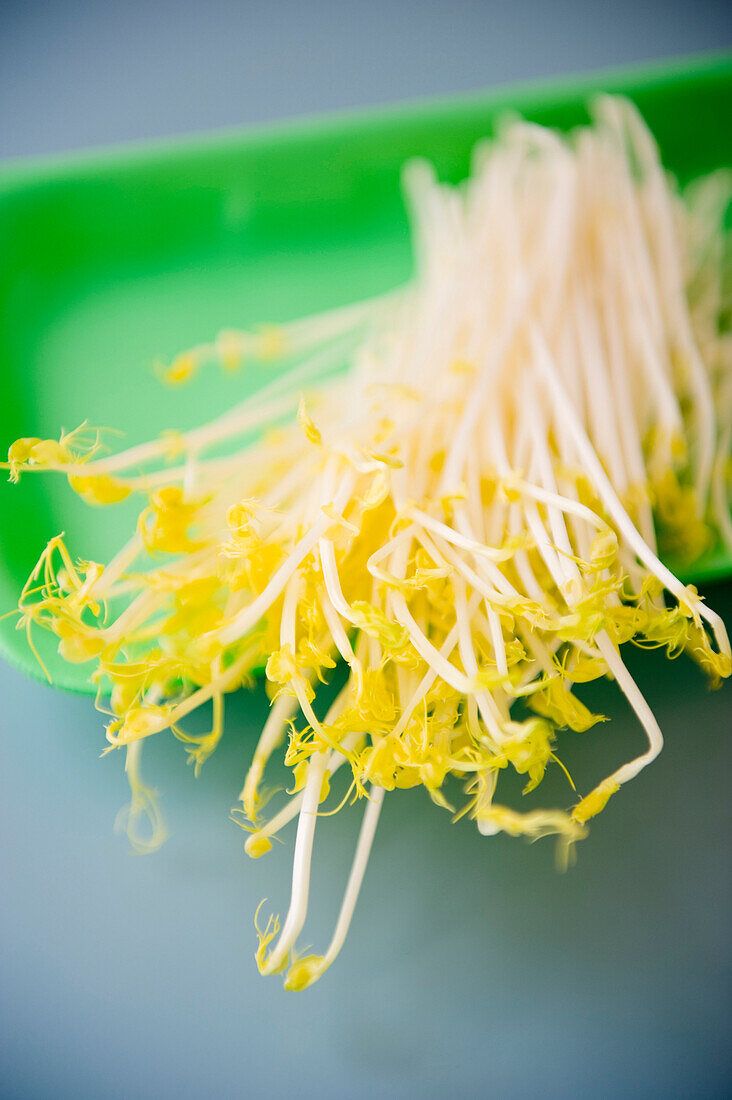 Bean sprouts on a tray, Homegrown