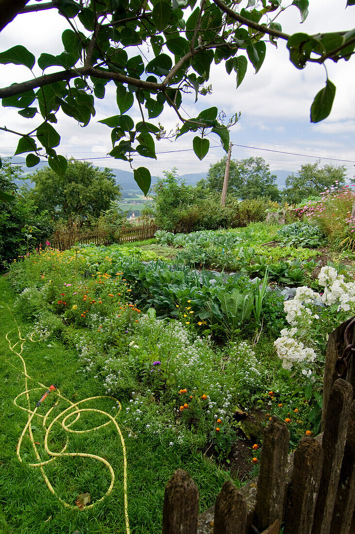 Bauerngarten mit Gartenschlauch für die Bewässerung der Pflanzen und Blumen, Garten, Steiermark, Österreich