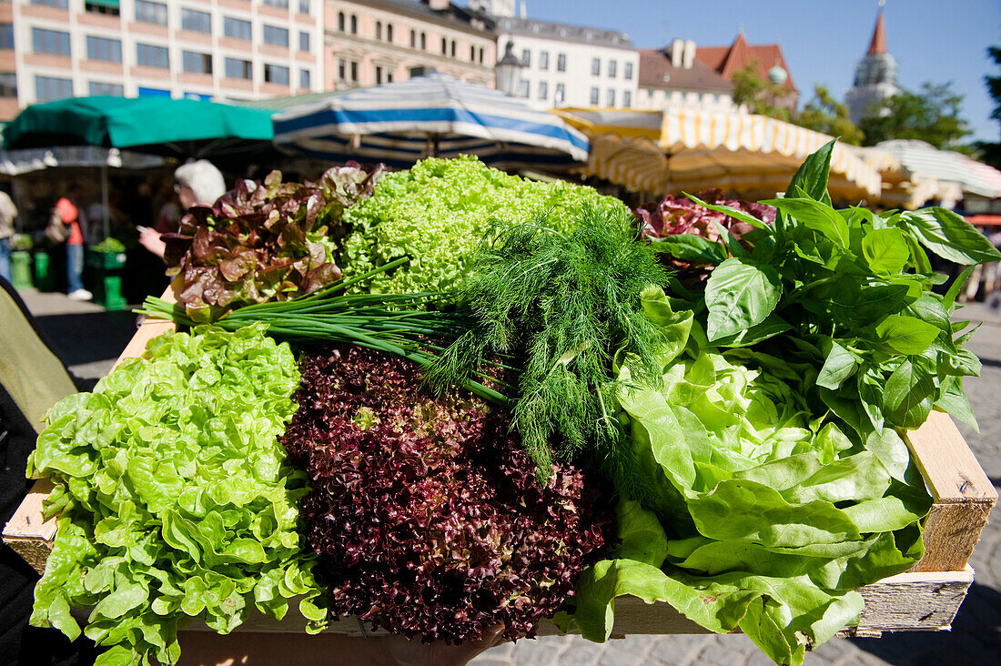 Salat, Einkaufen auf dem Markt, Viktualienmarkt, München, Bayern, Deutschland