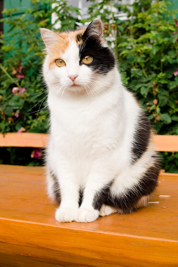 Cat sitting on a garden table, Garden