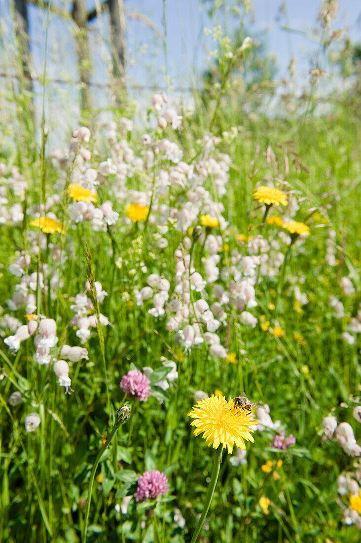 Summer meadow full of flowers with honey bee, Nature, Bavaria, Germany